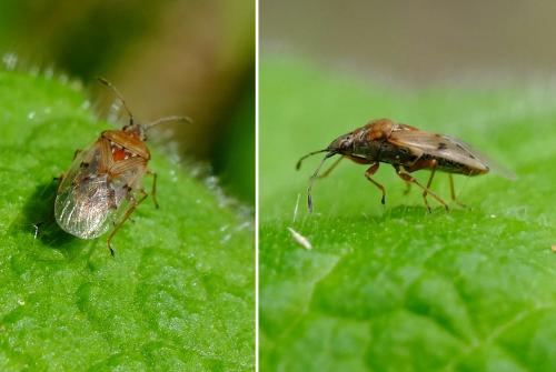 Kleidocerys resedae